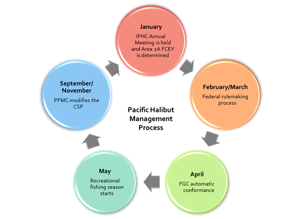 Pacific halibut management cycle diagram starting each January. Descriptive text below explains each step in more detail.